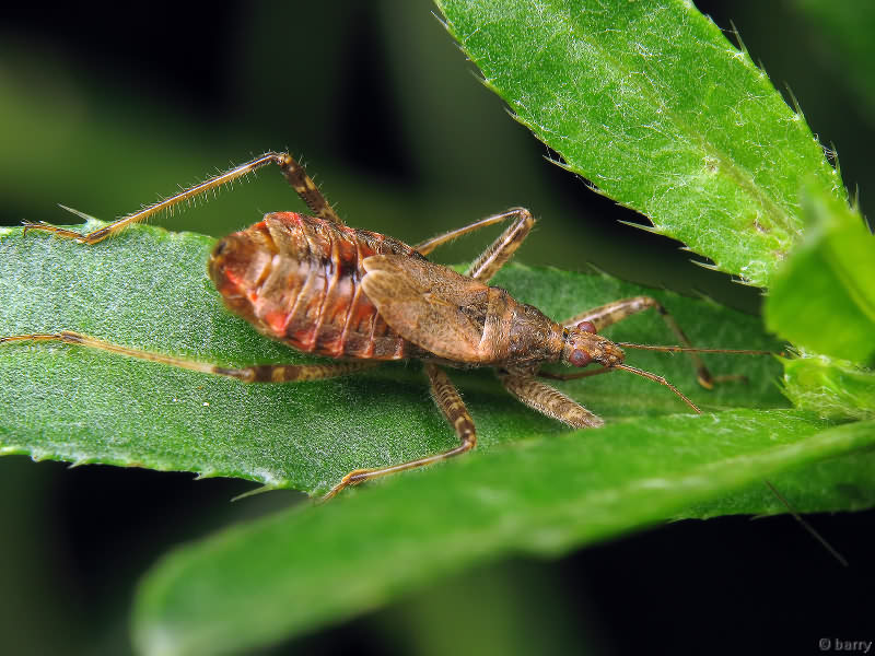 Himacerus apterus (Fabricius, 1798)